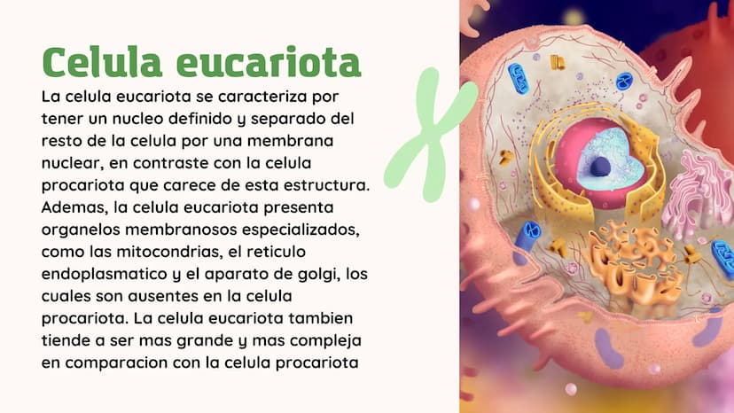 11
11
LA CELULA
EUCARIOTA
Samira Morante y Sofia Vivas
11-1
XX
XX
xx
VV
ለ ለ
0 0 Contenidos
• Introduccion a la celula
eucariota
• Estructura