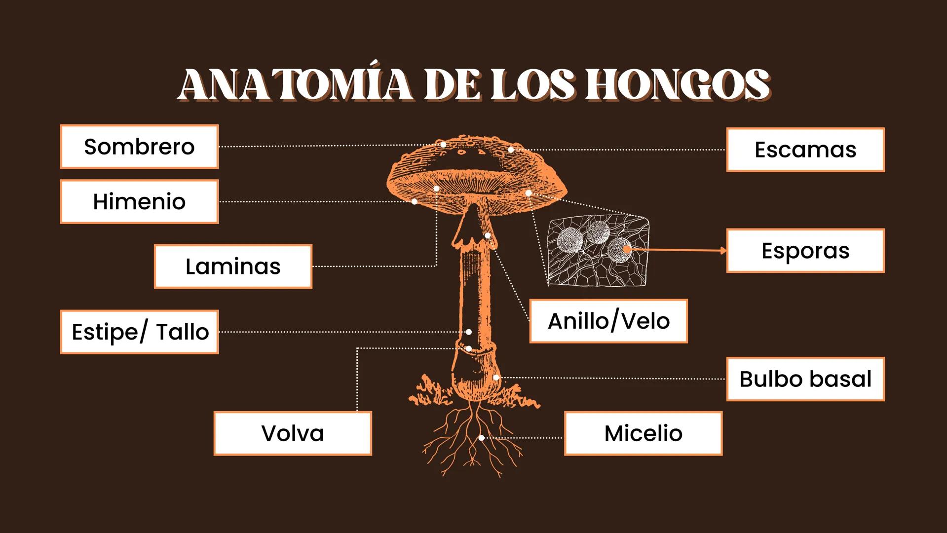 # ANATOMÍA DE LOS HONGOS

Sombrero

Himenio

Estipe/ Tallo

Escamas

Esporas

Laminas

Anillo/Velo

Bulbo basal

Volva

Micelio