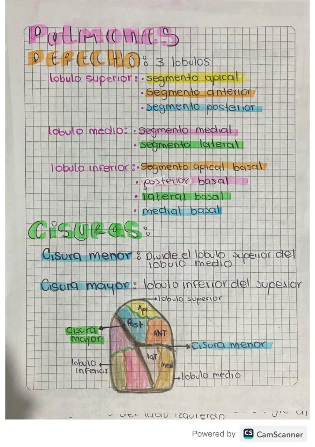 더우(대)이 3 lobulos
Lobulo superior: • segmento apical
•Segmento anterior
•Segmento posterior
Lobulo medio: • Segmento medial
• Segmento latera