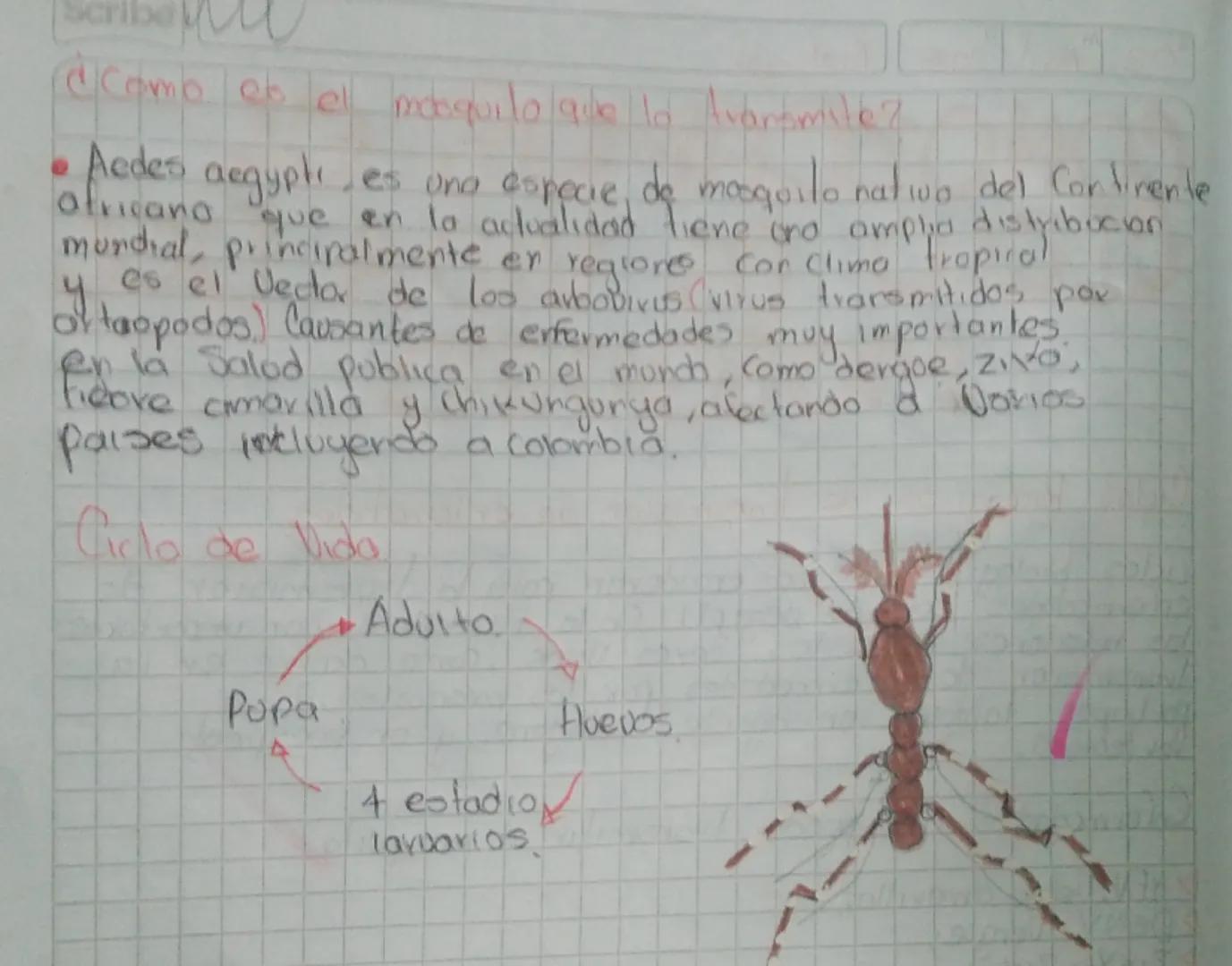 03 Abr. 2025 Biologia

CONOZCAMOS EL
CICLO DE VIDA DEL
MOSQUITO

Ciclos Biologicas de transmision de enfermedades

Ciclos biologicos que se 