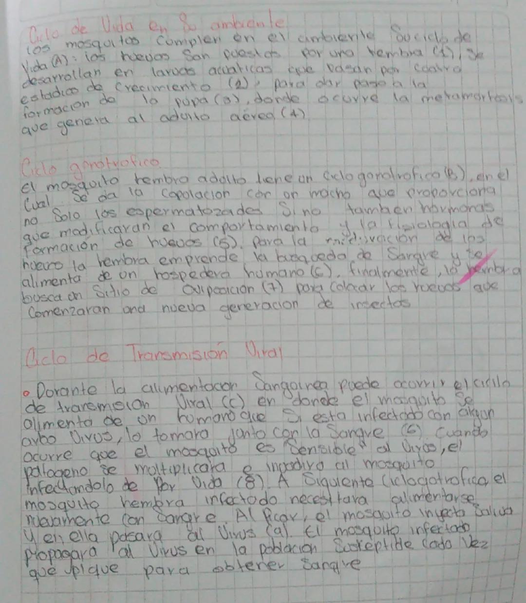 03 Abr. 2025 Biologia

CONOZCAMOS EL
CICLO DE VIDA DEL
MOSQUITO

Ciclos Biologicas de transmision de enfermedades

Ciclos biologicos que se 