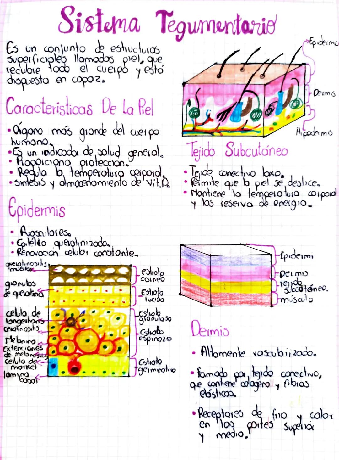 Sistema tegumentario 