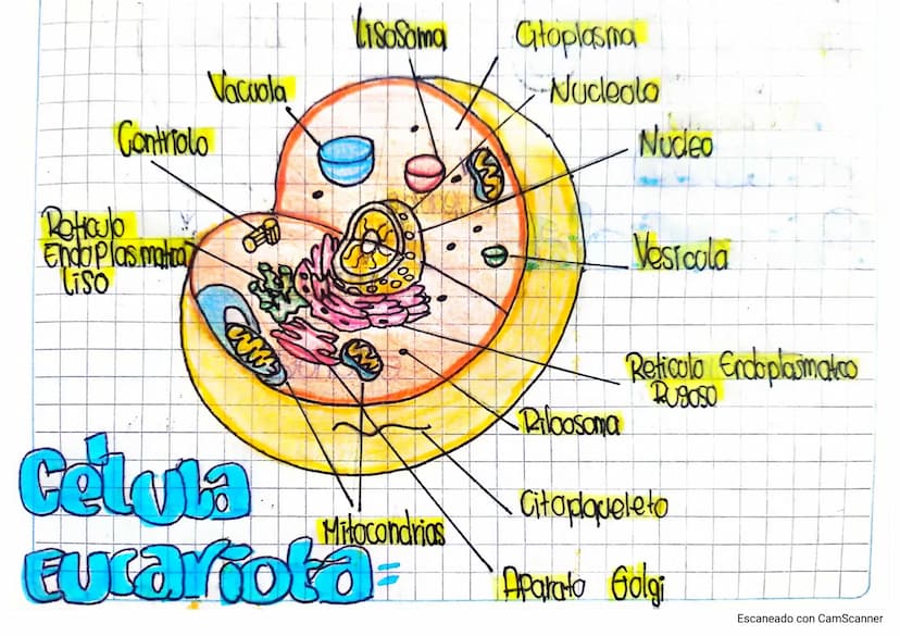 Contriolo
Reticulo
Endo Plas matra
Liso
Lisosoma
Głoplasma
Vacuola
Nucleolo
Celvia
Pilaosoma
Nudeo
Vesicola
Reticolo Endoplasmatco
RUSOSO
Gi