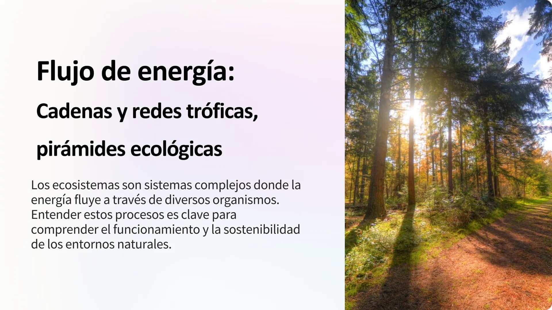 Flujo de energía:
Cadenas y redes tróficas,
pirámides ecológicas
Los ecosistemas son sistemas complejos donde la
energía fluye a través de d