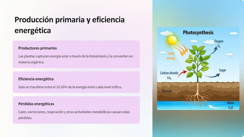 Flujo de energía:
Cadenas y redes tróficas,
pirámides ecológicas
Los ecosistemas son sistemas complejos donde la
energía fluye a través de d