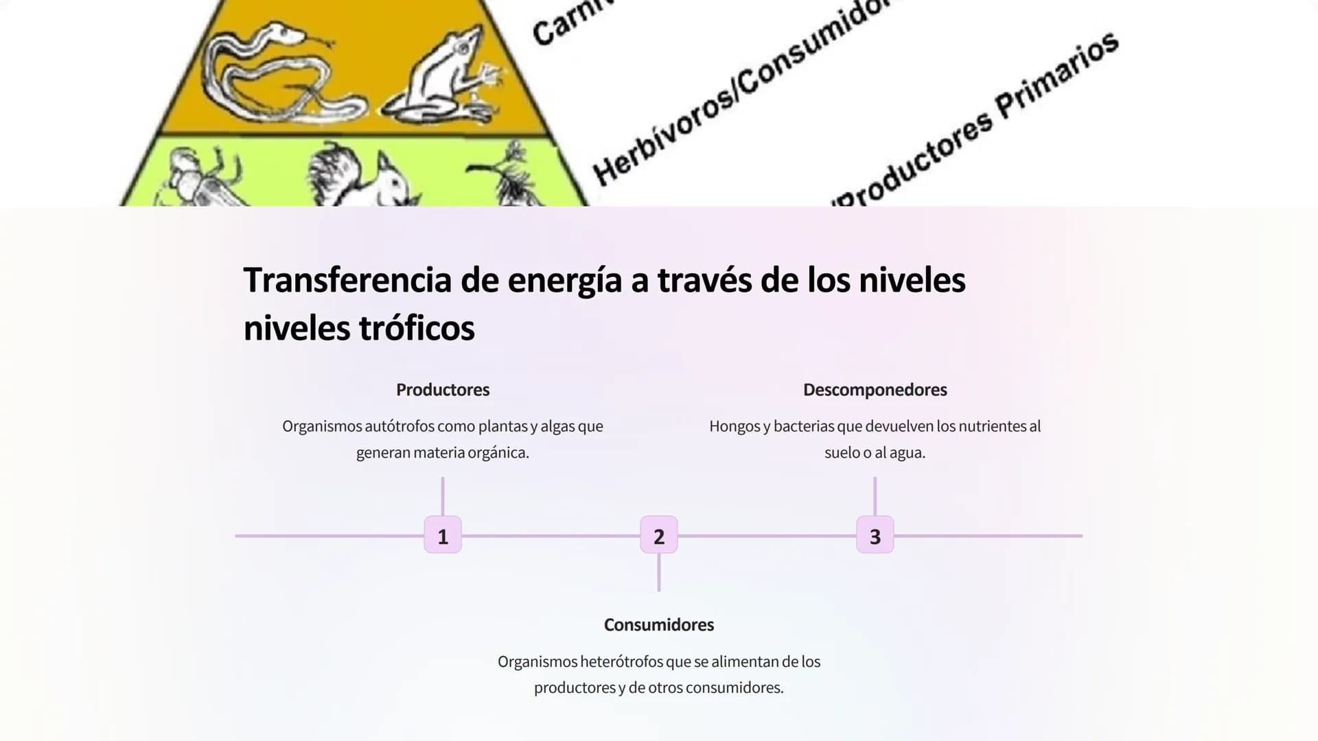 Flujo de energía:
Cadenas y redes tróficas,
pirámides ecológicas
Los ecosistemas son sistemas complejos donde la
energía fluye a través de d
