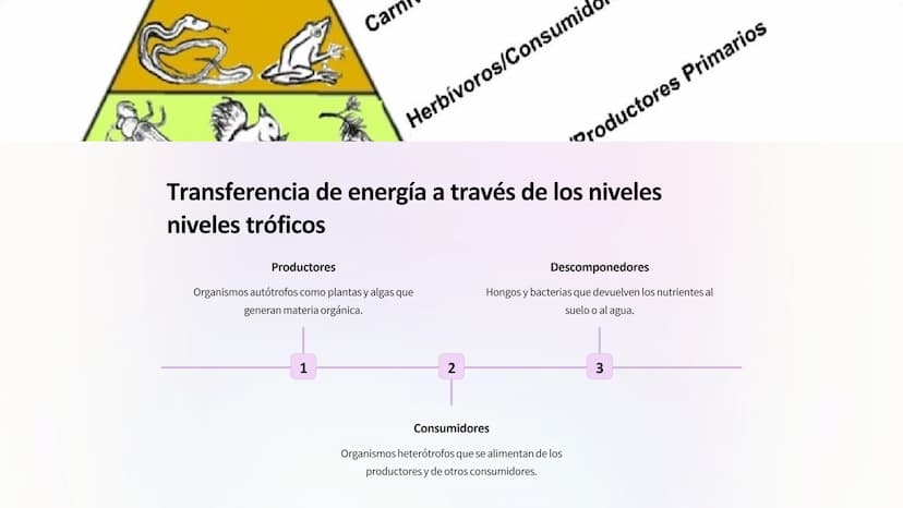 Flujo de energía:
Cadenas y redes tróficas,
pirámides ecológicas
Los ecosistemas son sistemas complejos donde la
energía fluye a través de d