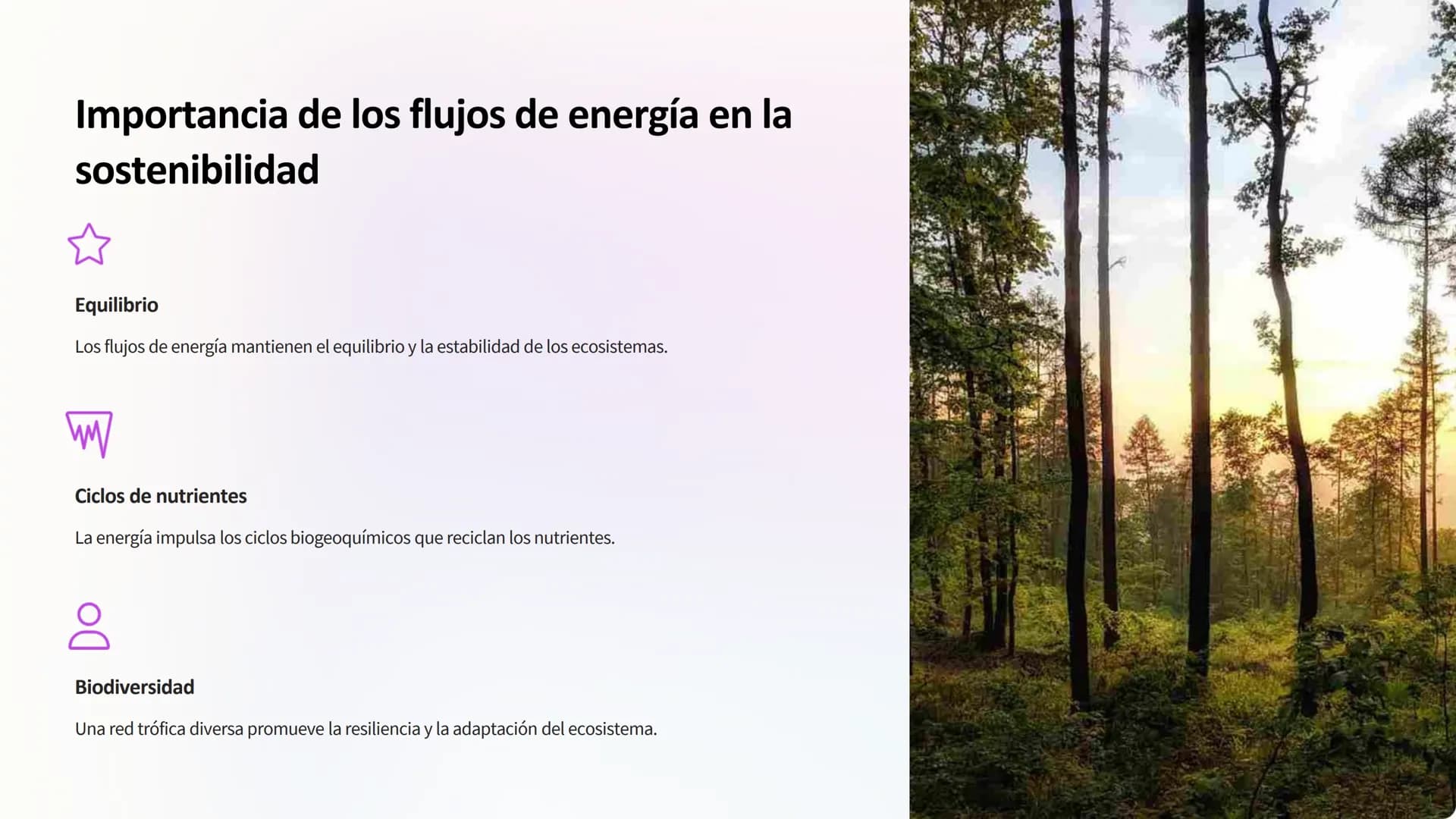 Flujo de energía:
Cadenas y redes tróficas,
pirámides ecológicas
Los ecosistemas son sistemas complejos donde la
energía fluye a través de d