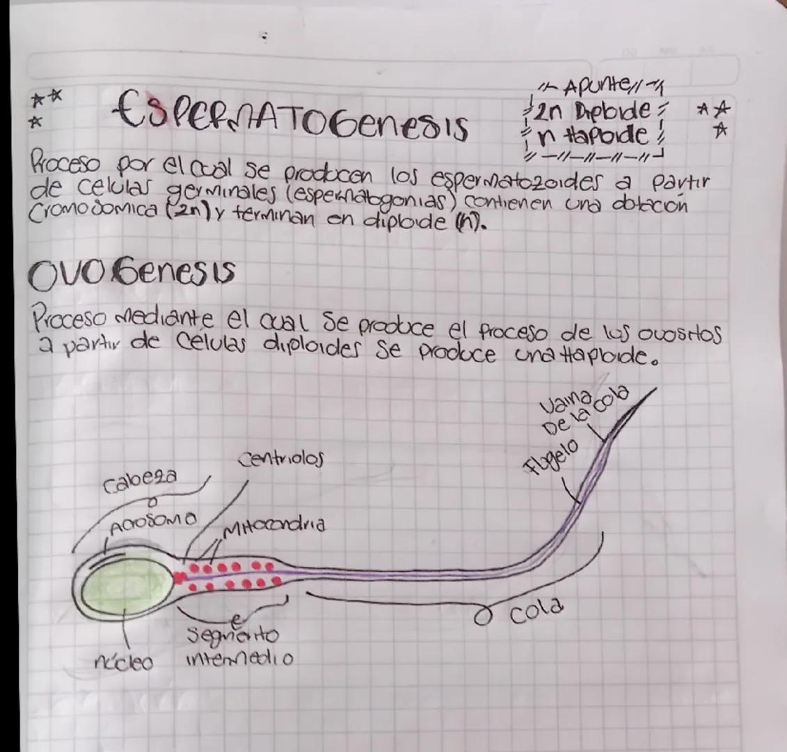 *☆*
*
# ESPERMATOGenesis

テ
Apunte//
2n Delbide **
En Hapbide
ハーーハーーハー

Proceso por el cual se producen los espermatozoides a partır
de celu