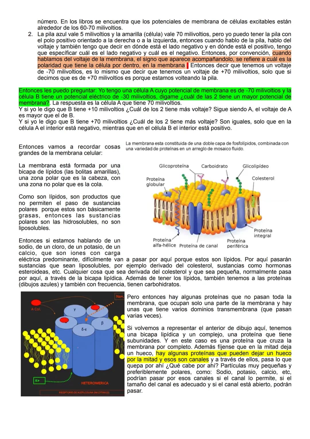 Citoplasma
Hiperpolarización
OmV
80
mv
+40
mv
Liquido fuera de la célula
Potencial de membrana - Potencial de acción
Citoplasma
Potencial de