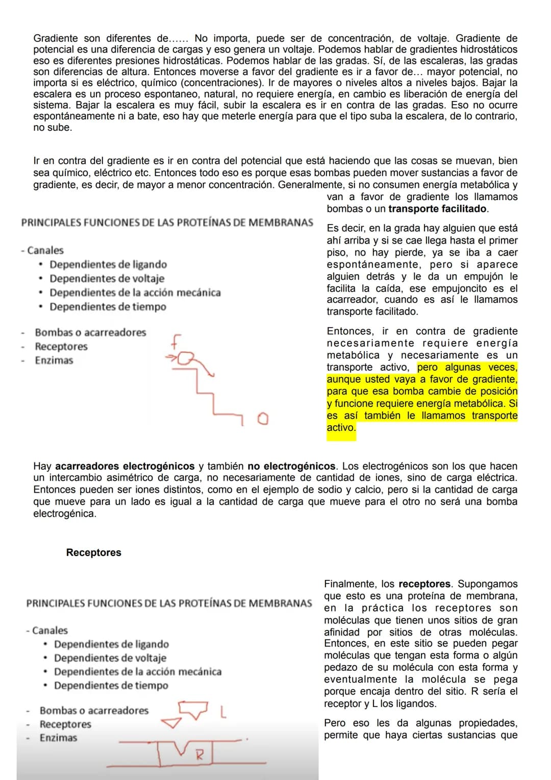 Citoplasma
Hiperpolarización
OmV
80
mv
+40
mv
Liquido fuera de la célula
Potencial de membrana - Potencial de acción
Citoplasma
Potencial de