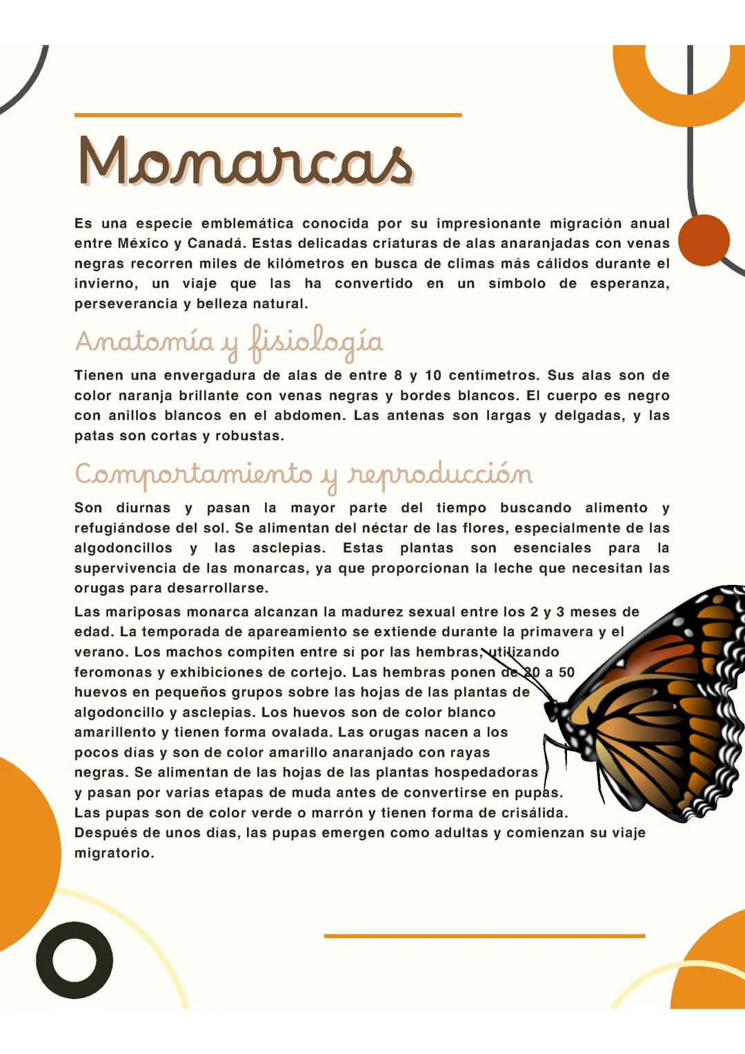 Mariposas monarcas