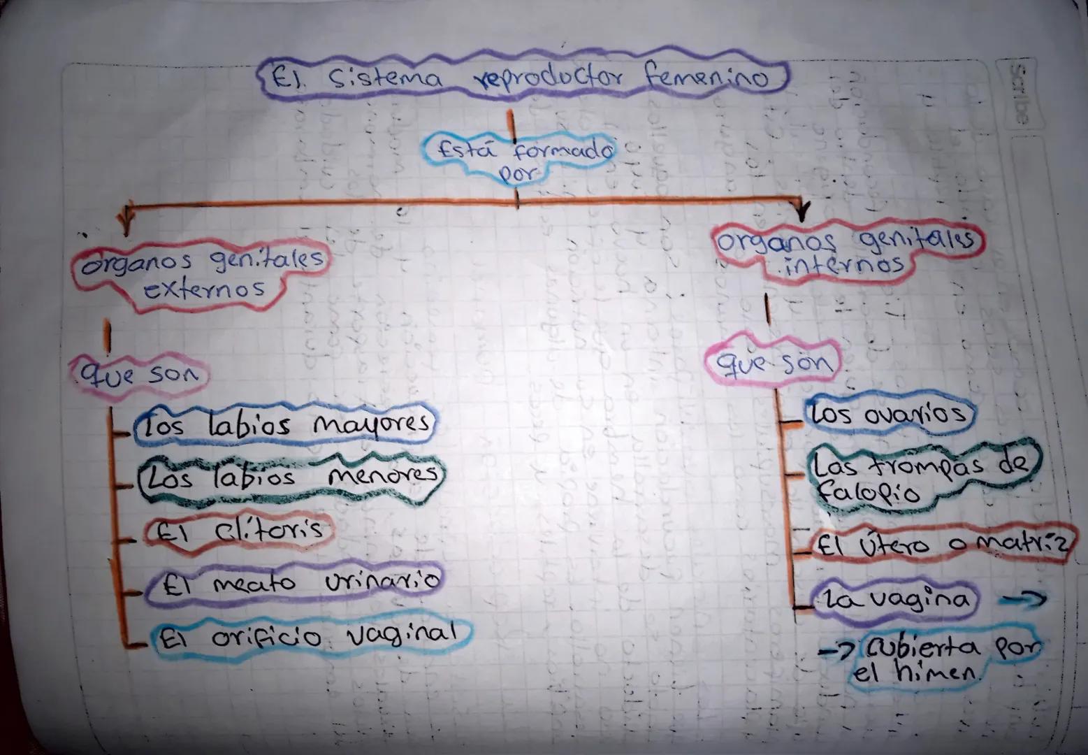 La
Reproduccion humana
4 la madura
de hormonas
El Sistema reproductor, femenino
Se encarga de la producción 4
cion de ovullos, la secreción
