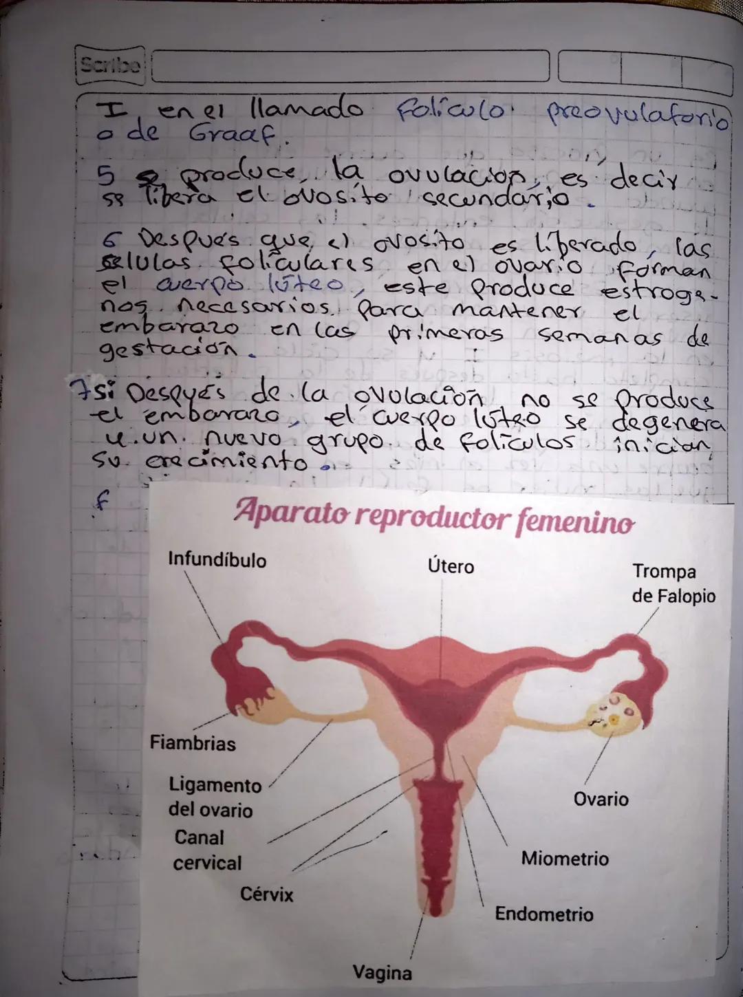 La
Reproduccion humana
4 la madura
de hormonas
El Sistema reproductor, femenino
Se encarga de la producción 4
cion de ovullos, la secreción
