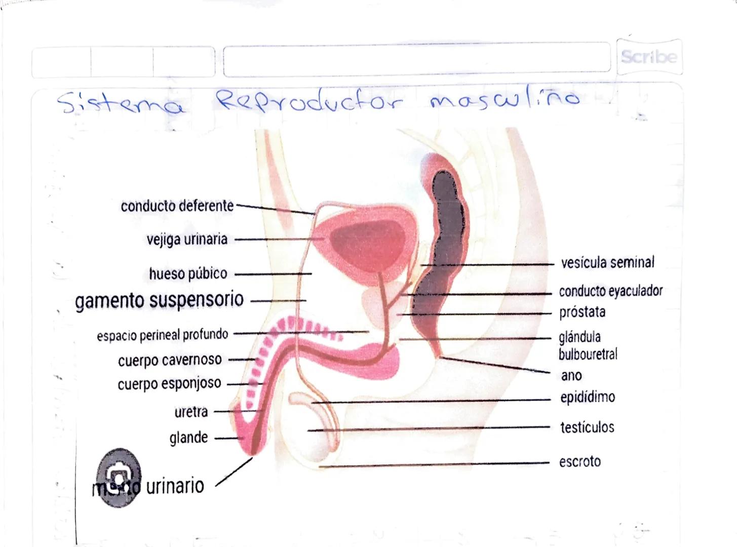 La
Reproduccion humana
4 la madura
de hormonas
El Sistema reproductor, femenino
Se encarga de la producción 4
cion de ovullos, la secreción

