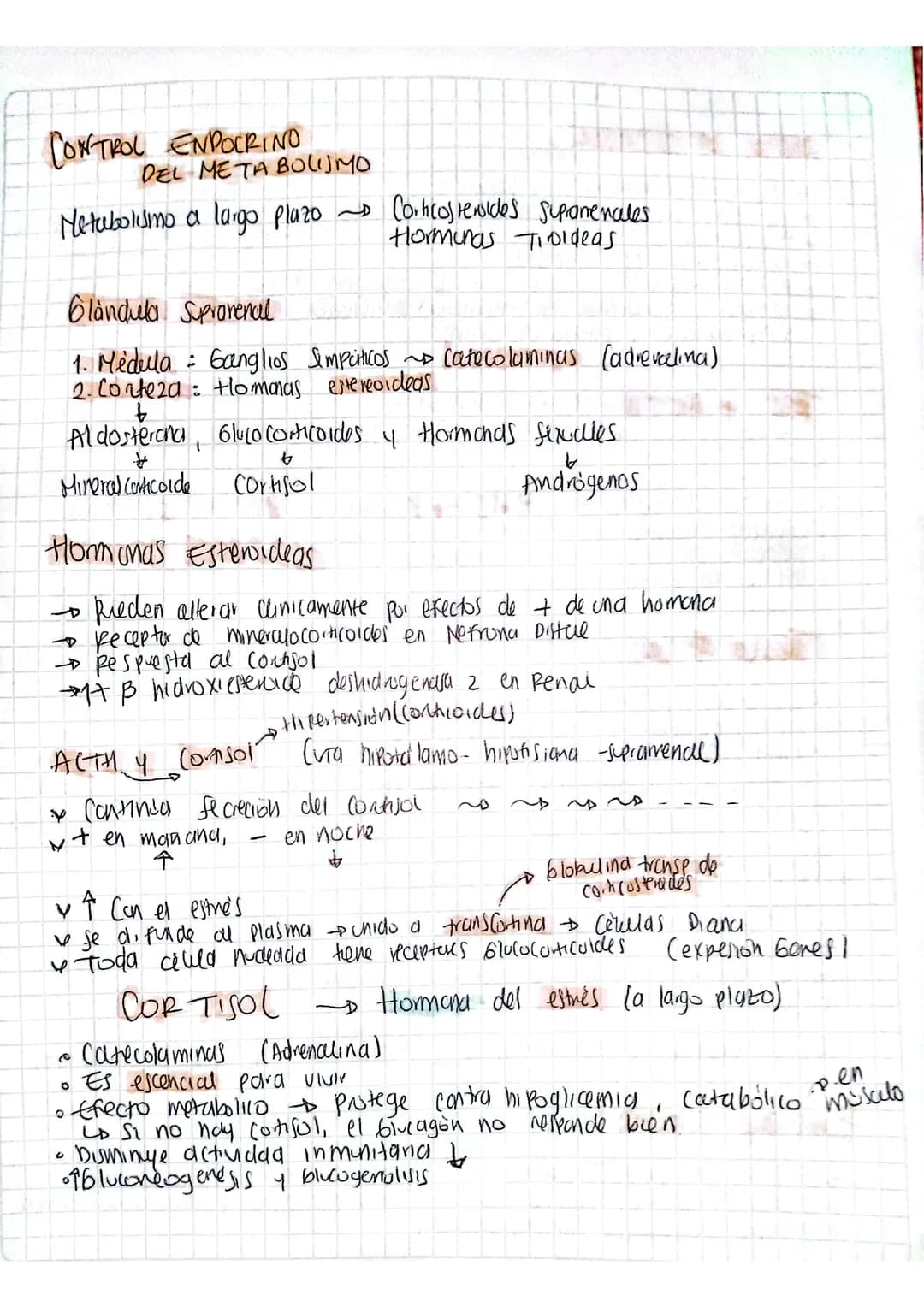 ENDOCRINO