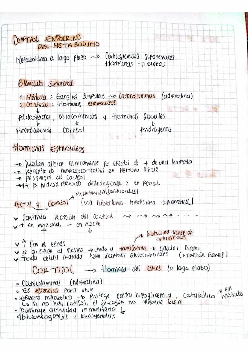 CONTROL ENDOCRINO
DEL META BOLISMO
Metabolismo a largo plazo Corticosteroides Supromenales.
Horminas Toldeas
Glandula Suprarenal
1. Medula G