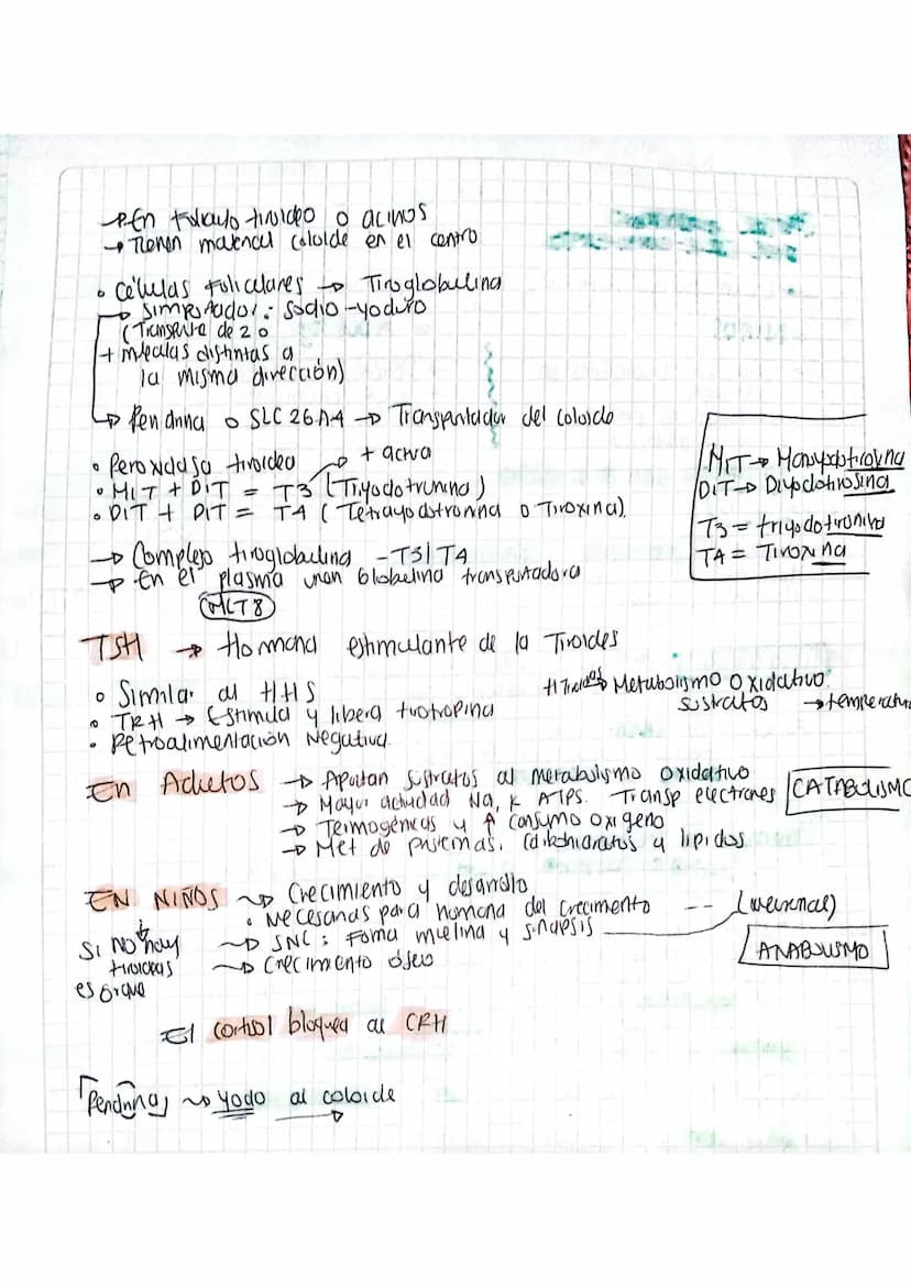 CONTROL ENDOCRINO
DEL META BOLISMO
Metabolismo a largo plazo Corticosteroides Supromenales.
Horminas Toldeas
Glandula Suprarenal
1. Medula G