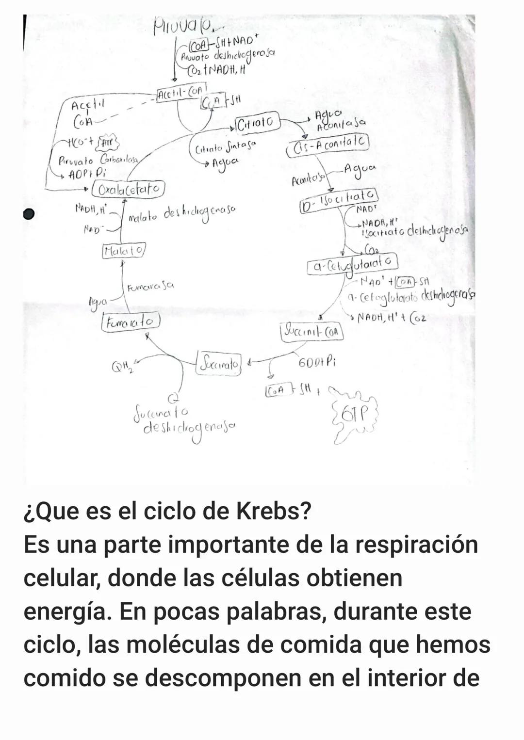 Phuvalo
(COA-SHINAD+
Piruvato deshidrogeraja
CO₂+NADH, H
Acetil
COA
Acetil-CoAT
CASH
~+10-+ {ATP}
Citroto
+
Agua
Aconitaja
Piruvato Carboxil