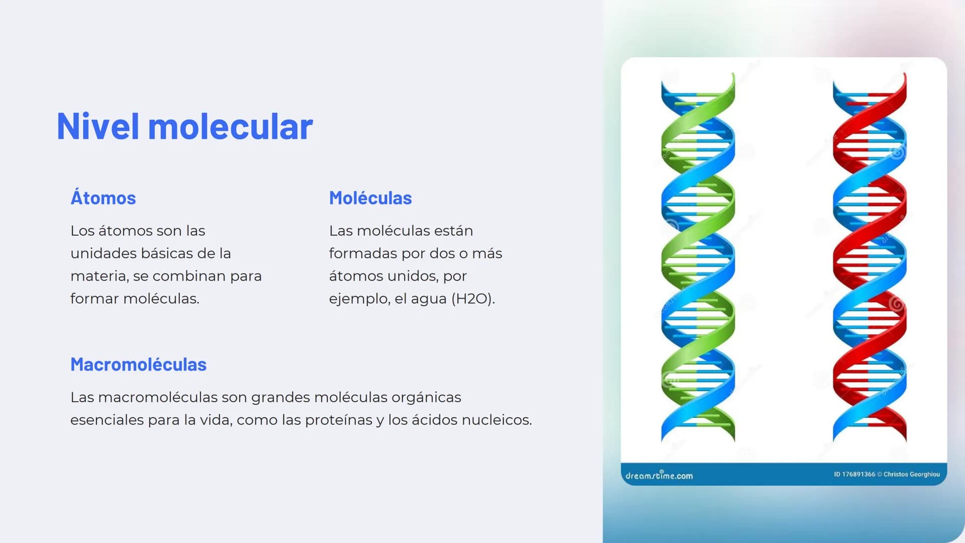 Niveles de
organización
biológica
La vida en la Tierra se organiza en una jerarquía de niveles, desde lo
más pequeño hasta lo más complejo. 