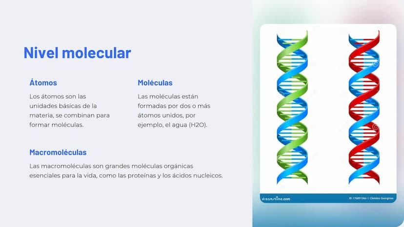 Niveles de
organización
biológica
La vida en la Tierra se organiza en una jerarquía de niveles, desde lo
más pequeño hasta lo más complejo. 