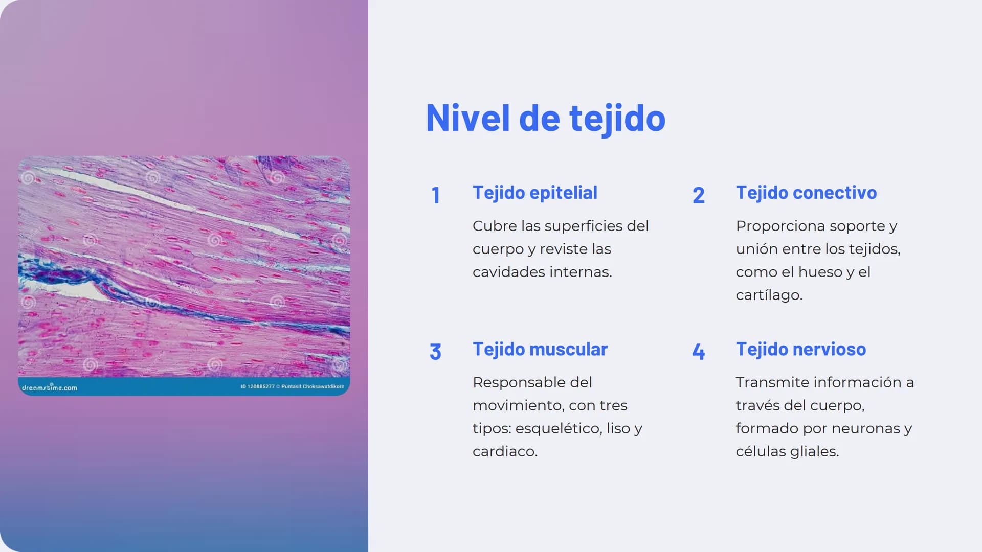 Niveles de
organización
biológica
La vida en la Tierra se organiza en una jerarquía de niveles, desde lo
más pequeño hasta lo más complejo. 