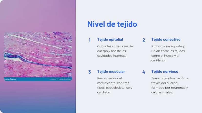Niveles de
organización
biológica
La vida en la Tierra se organiza en una jerarquía de niveles, desde lo
más pequeño hasta lo más complejo. 