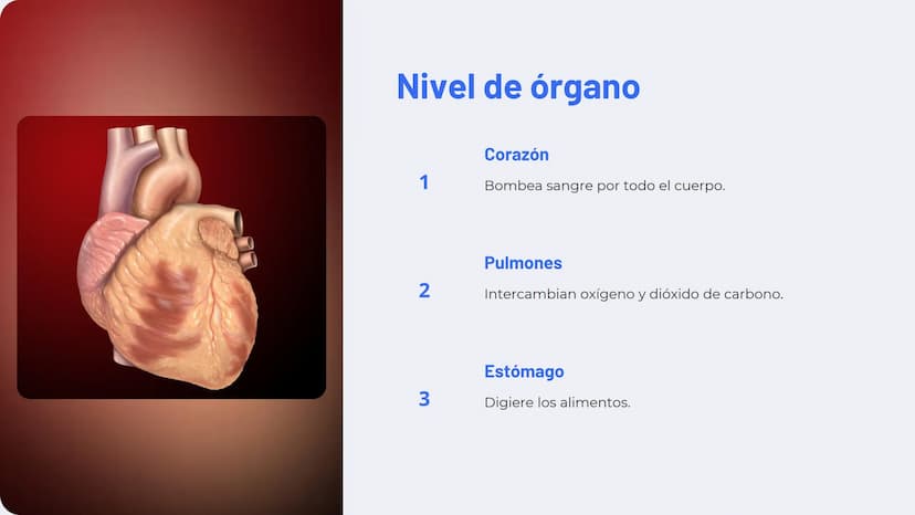 Niveles de
organización
biológica
La vida en la Tierra se organiza en una jerarquía de niveles, desde lo
más pequeño hasta lo más complejo. 
