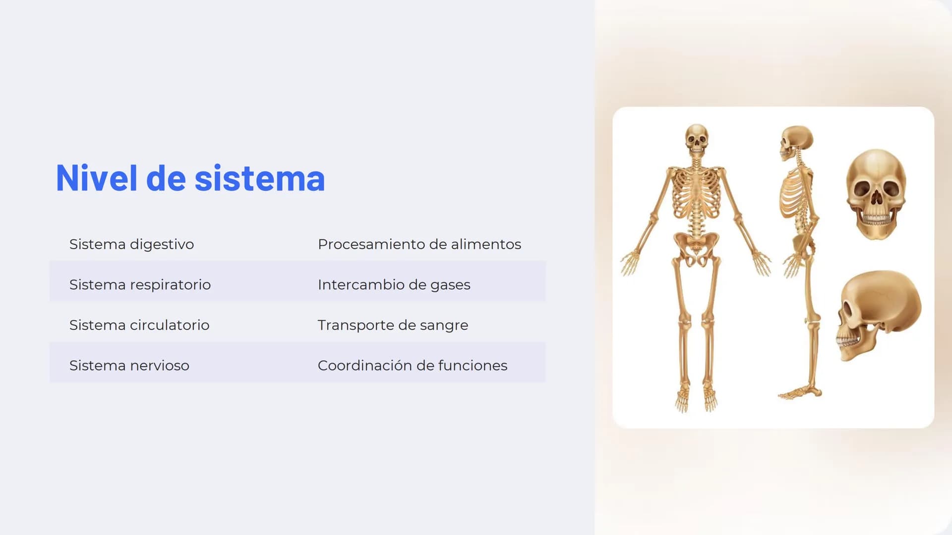 Niveles de
organización
biológica
La vida en la Tierra se organiza en una jerarquía de niveles, desde lo
más pequeño hasta lo más complejo. 