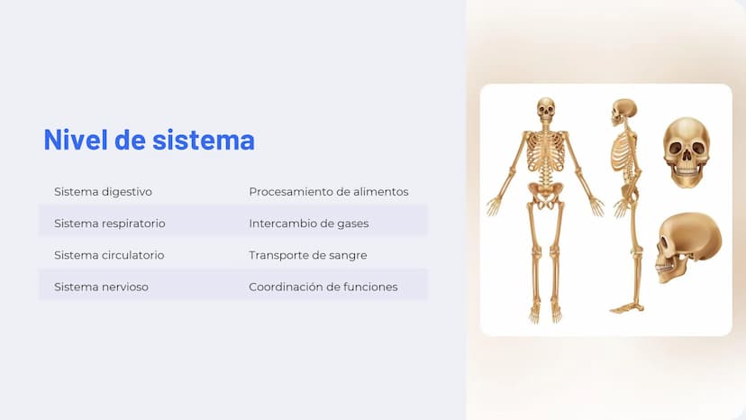 Niveles de
organización
biológica
La vida en la Tierra se organiza en una jerarquía de niveles, desde lo
más pequeño hasta lo más complejo. 