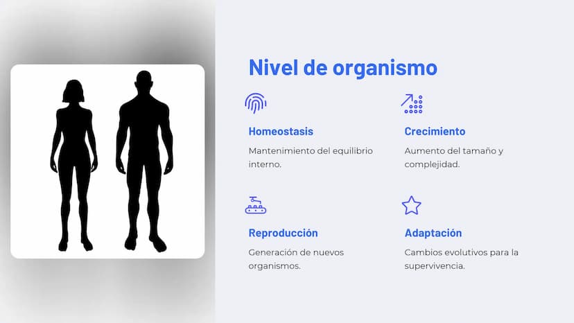 Niveles de
organización
biológica
La vida en la Tierra se organiza en una jerarquía de niveles, desde lo
más pequeño hasta lo más complejo. 