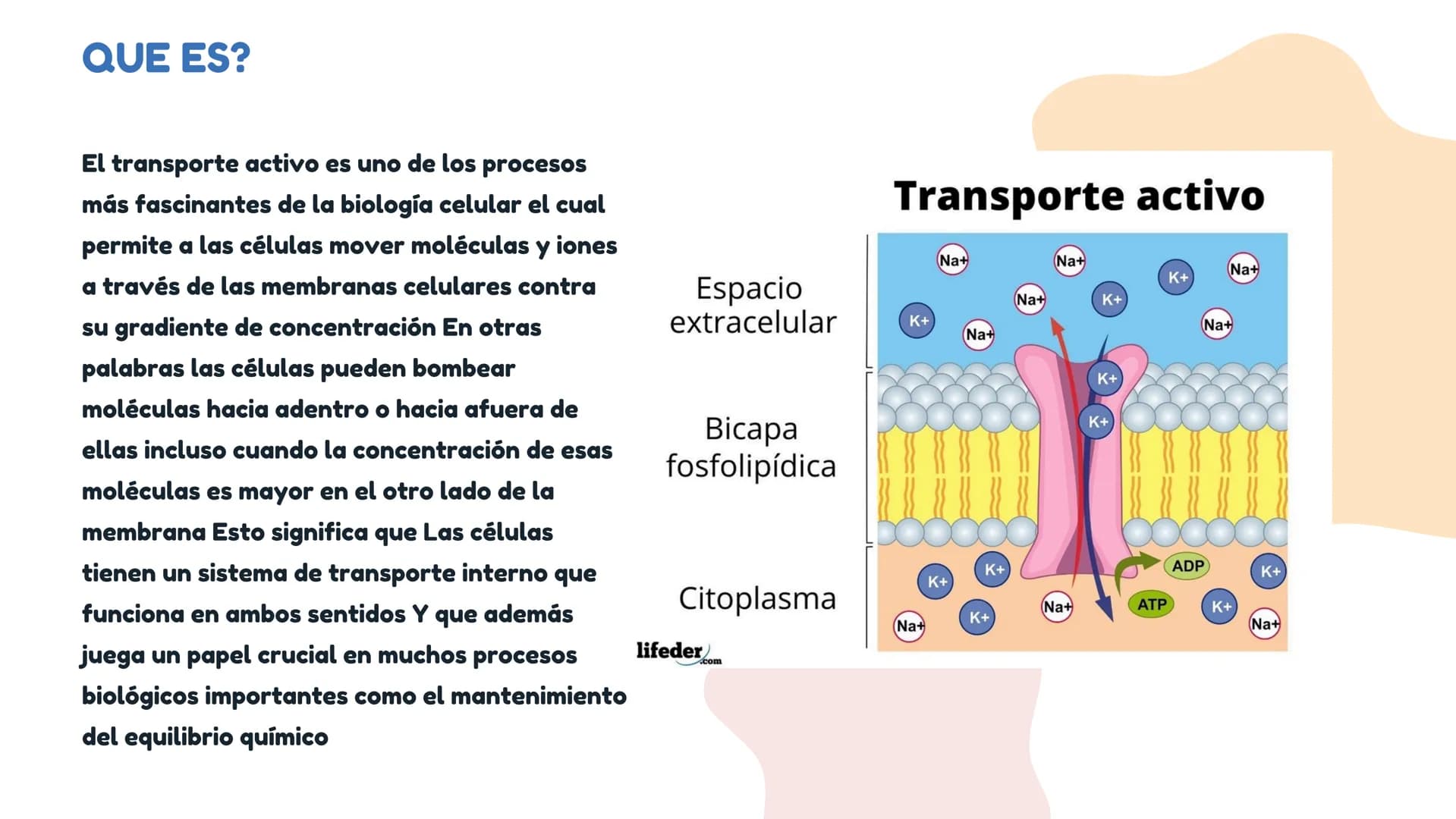 DIFUSÓN,OSMOSIS Y
TRANSPORTE
ACTIVO DE LA
MEMBRANA
CELULAR La difusion
LA DIFUSION ES EL DESPLAZAMIENTO DE
LAS MOLECULAS DE UNA SUSTANCIA
(E
