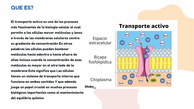 DIFUSÓN,OSMOSIS Y
TRANSPORTE
ACTIVO DE LA
MEMBRANA
CELULAR La difusion
LA DIFUSION ES EL DESPLAZAMIENTO DE
LAS MOLECULAS DE UNA SUSTANCIA
(E