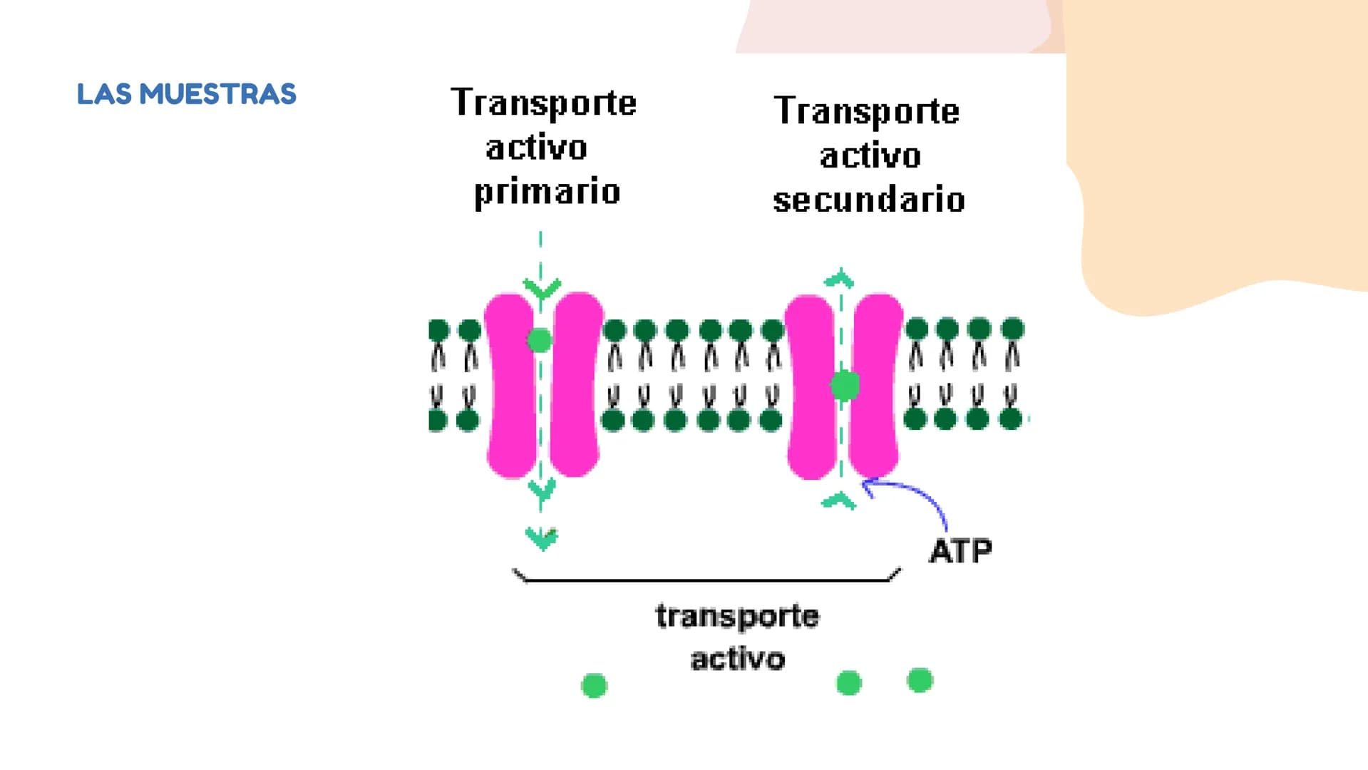 DIFUSÓN,OSMOSIS Y
TRANSPORTE
ACTIVO DE LA
MEMBRANA
CELULAR La difusion
LA DIFUSION ES EL DESPLAZAMIENTO DE
LAS MOLECULAS DE UNA SUSTANCIA
(E