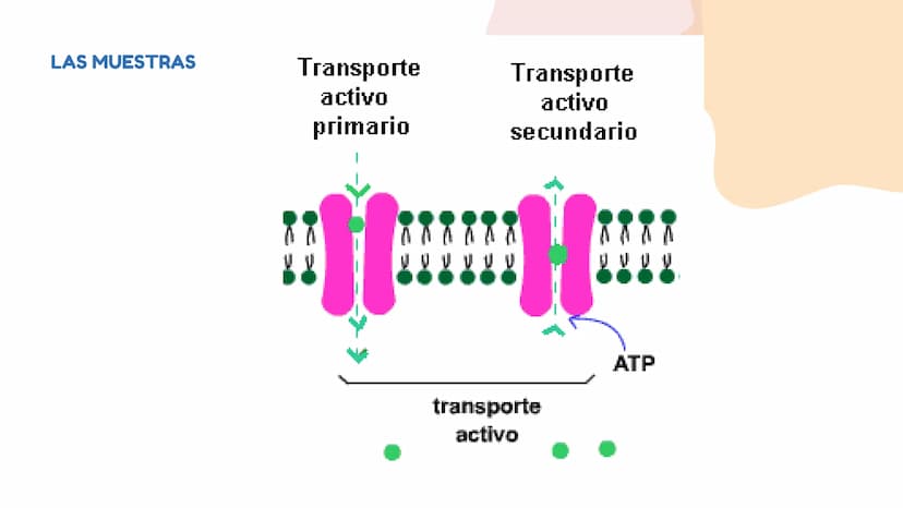 DIFUSÓN,OSMOSIS Y
TRANSPORTE
ACTIVO DE LA
MEMBRANA
CELULAR La difusion
LA DIFUSION ES EL DESPLAZAMIENTO DE
LAS MOLECULAS DE UNA SUSTANCIA
(E
