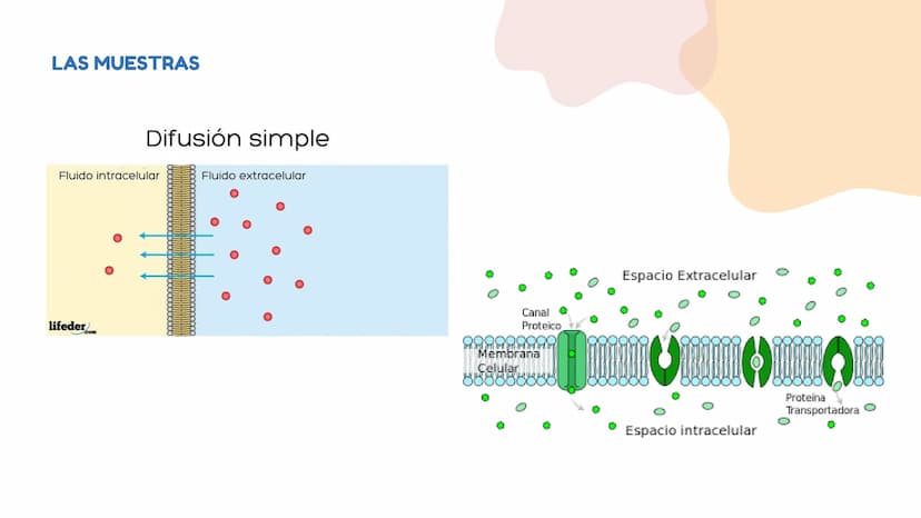 DIFUSÓN,OSMOSIS Y
TRANSPORTE
ACTIVO DE LA
MEMBRANA
CELULAR La difusion
LA DIFUSION ES EL DESPLAZAMIENTO DE
LAS MOLECULAS DE UNA SUSTANCIA
(E