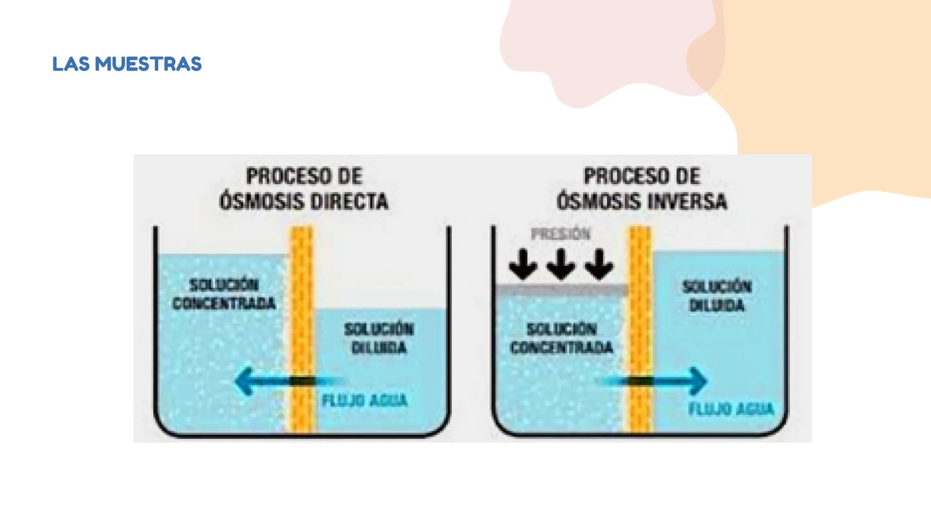 DIFUSÓN,OSMOSIS Y
TRANSPORTE
ACTIVO DE LA
MEMBRANA
CELULAR La difusion
LA DIFUSION ES EL DESPLAZAMIENTO DE
LAS MOLECULAS DE UNA SUSTANCIA
(E