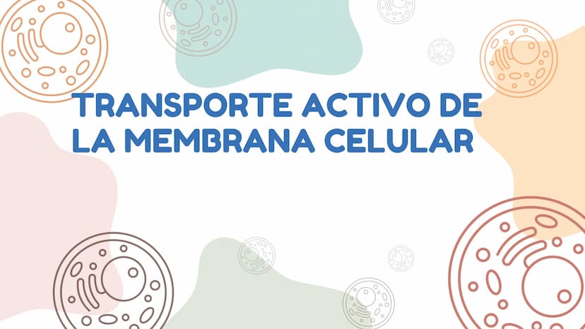 DIFUSÓN,OSMOSIS Y
TRANSPORTE
ACTIVO DE LA
MEMBRANA
CELULAR La difusion
LA DIFUSION ES EL DESPLAZAMIENTO DE
LAS MOLECULAS DE UNA SUSTANCIA
(E