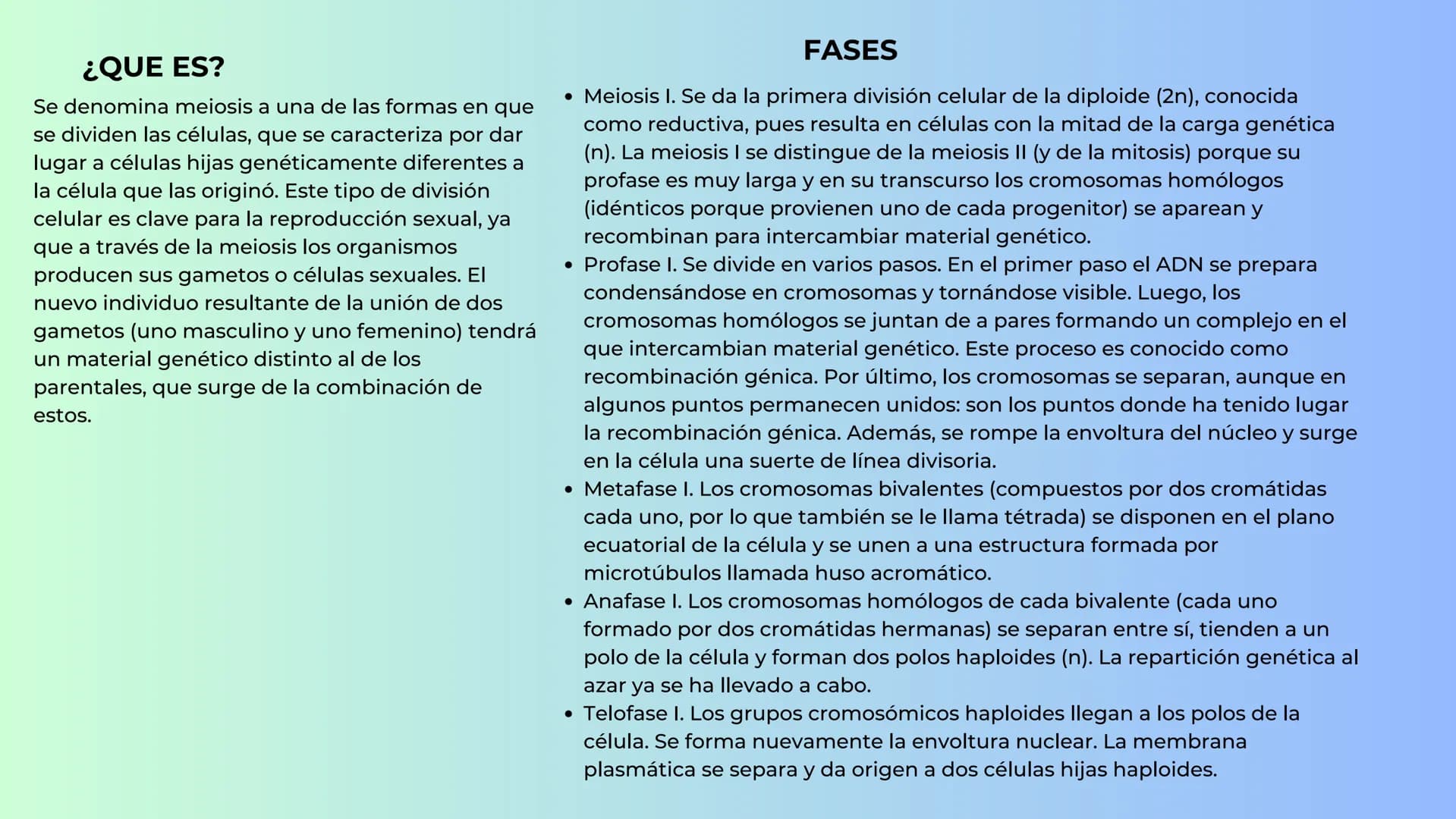 Meiosis ¿QUE ES?
Se denomina meiosis a una de las formas en que
se dividen las células, que se caracteriza por dar
lugar a células hijas gen