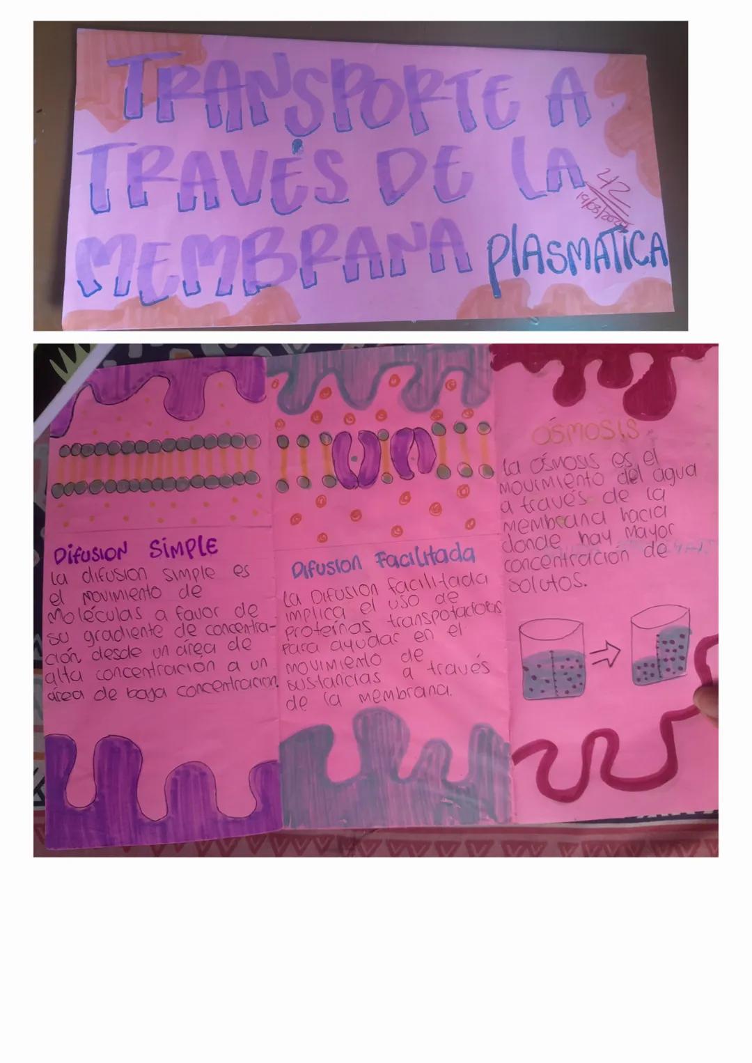 42
19/03/2004
# PANSPORTE A
# TRAVÉS DE LA
# MEMBRANA PLASMATICA

# DIFUSION SIMPLE
La difusion simple es
el movimiento de
Moléculas a favor