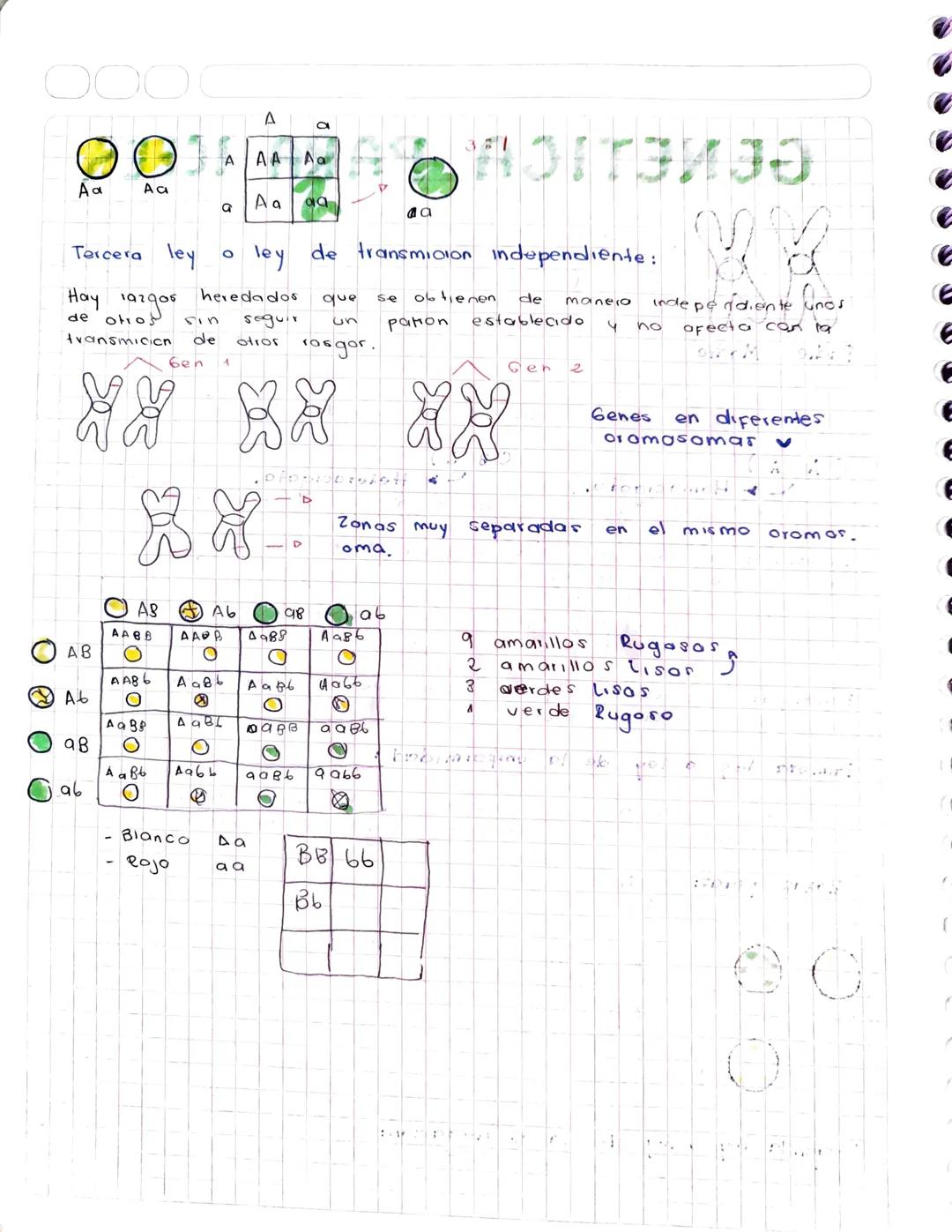 000
# GENETICA PARA ICFES

- Dominantes Caracteristicas que predominan
- (AA) Alelos
- (B6) Alelos
- Recesivo, Menor probabilidad que se exp