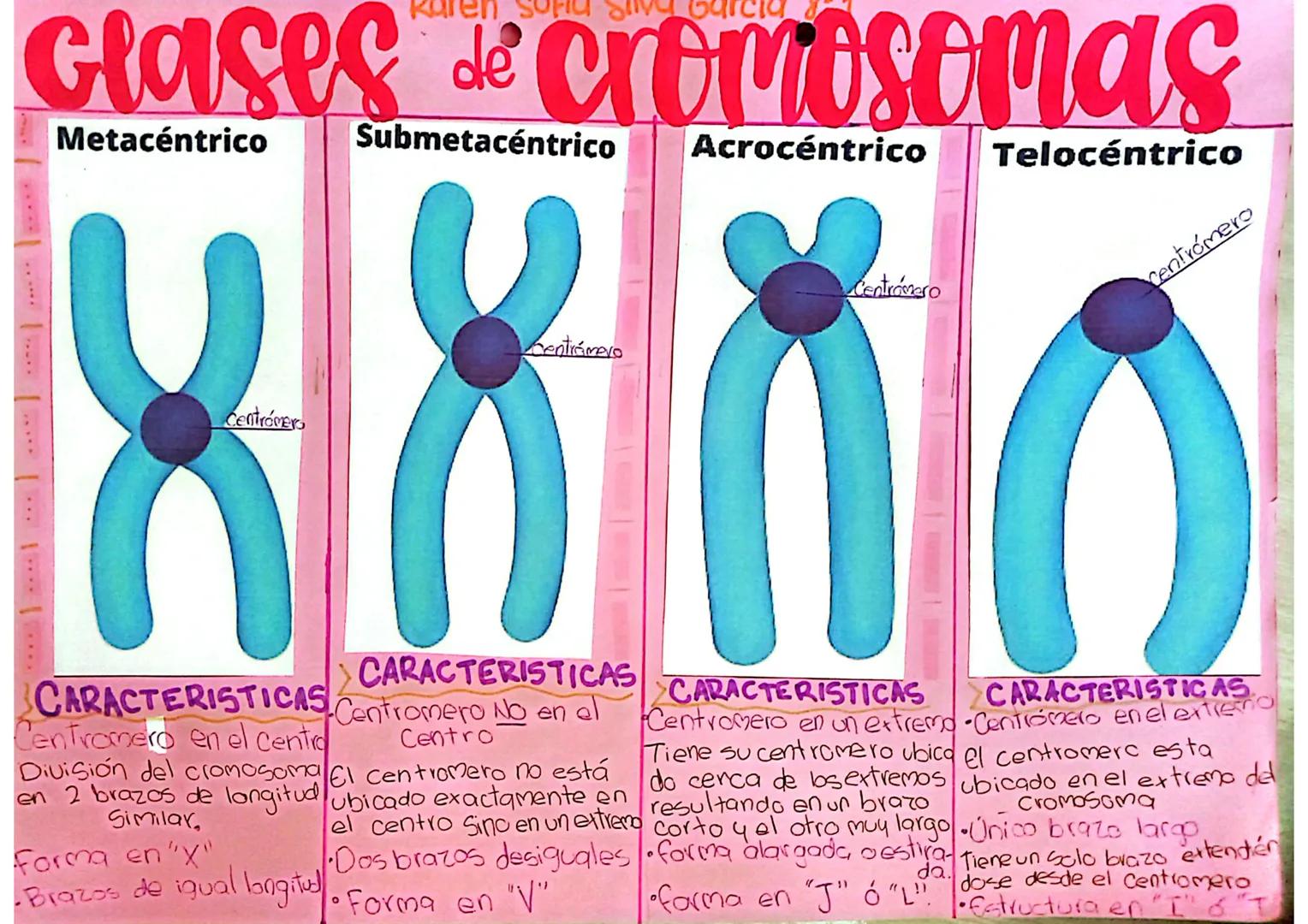 # Glases de cromosomas

Metacéntrico

Submetacéntrico Acrocéntrico

Telocéntrico

Centromero

Centrámero

Centromero

Centromero

CARACTERIS