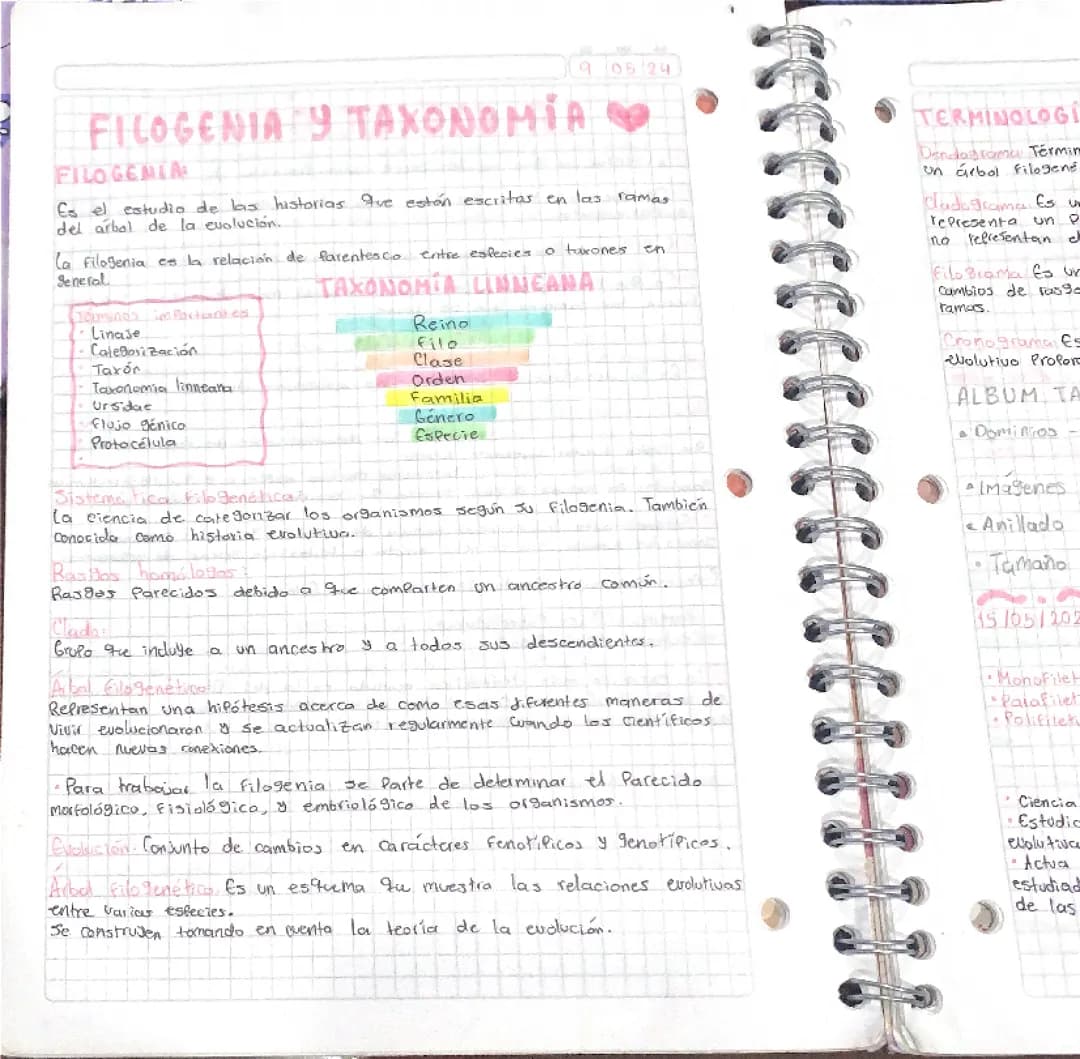 Filogenia y taxonomía 