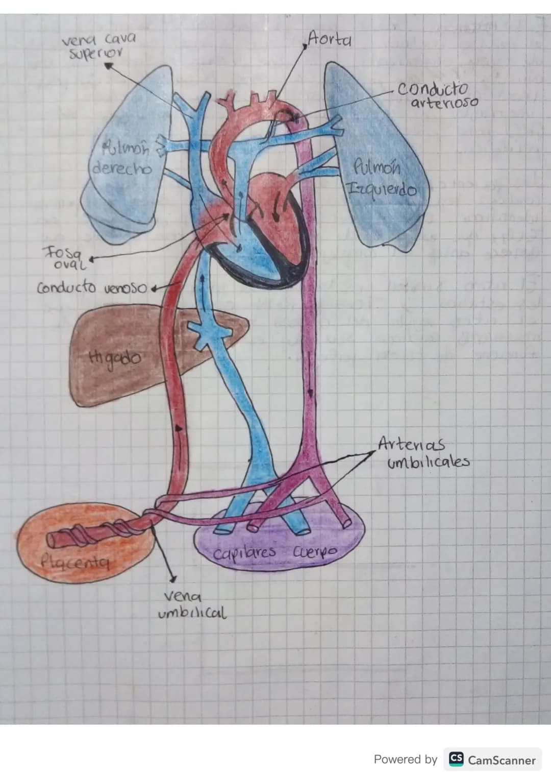 Cincufación Fetal
La circulacion
resistencia pulmonar es
esta dismitvida y representa
unicamente el 7% del gasto cardiaco total, ya
que las 