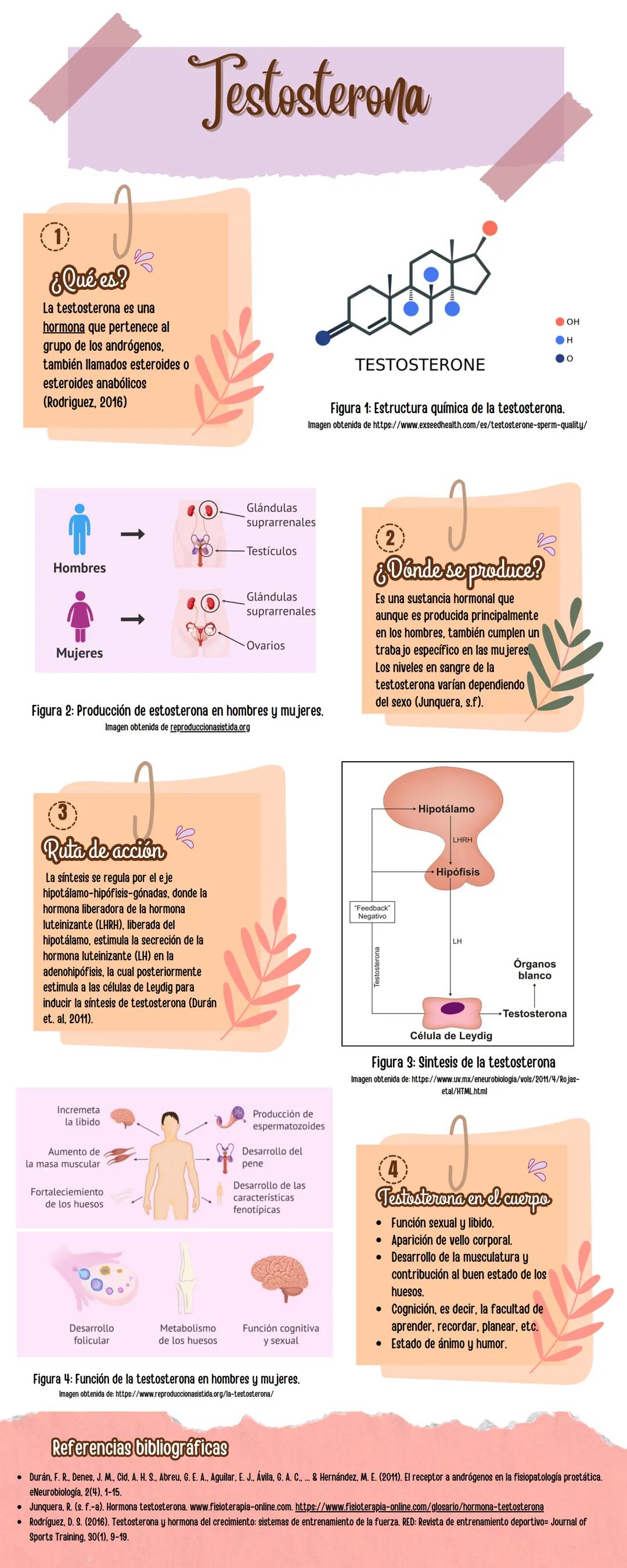 # Testosterona

①

¿Qué es?

La testosterona es una
hormona que pertenece al
grupo de los andrógenos.
también llamados esteroides o
esteroid
