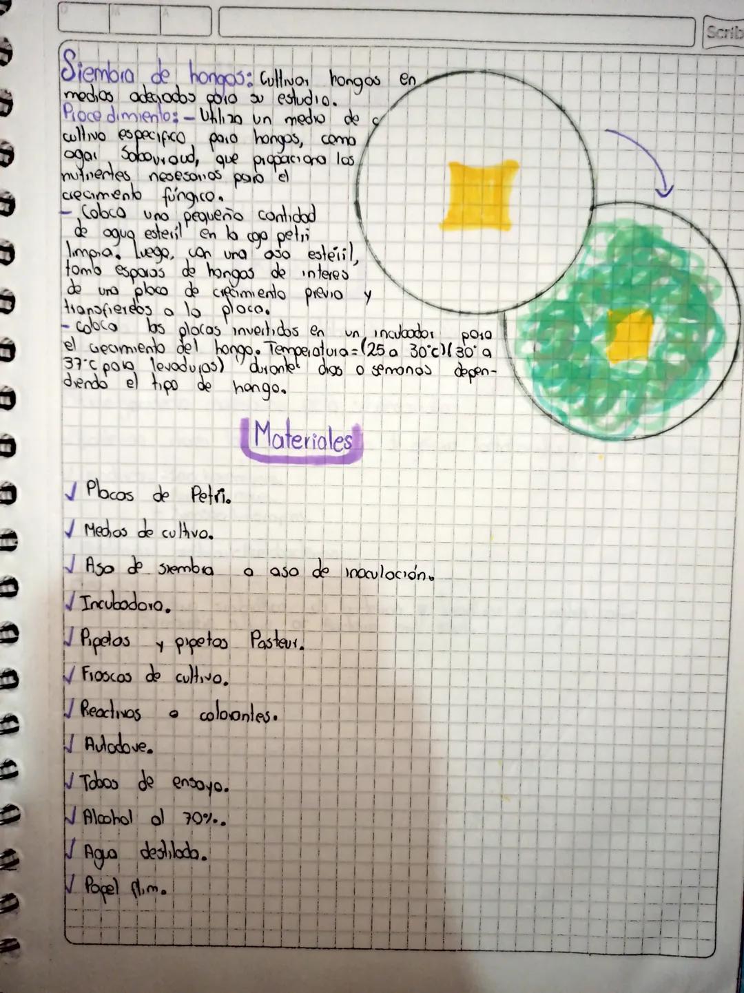コ
C
コ
コ
コ
D
# Tipas De Siembra

Siembra por Estria: Es util poro dotene,
cobmas aislados de micicorganismos,, lo
que facilita ed estudio y c