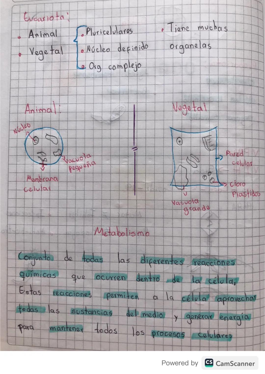 10/04/24

Macromoléculas

343
Π
→ Carbohidratos (Azúcar)

→ Lípidos (Grasas)

Proteína (Carne)

Acidos nucléicos (ADN, ARN)

Fotosintesis: C