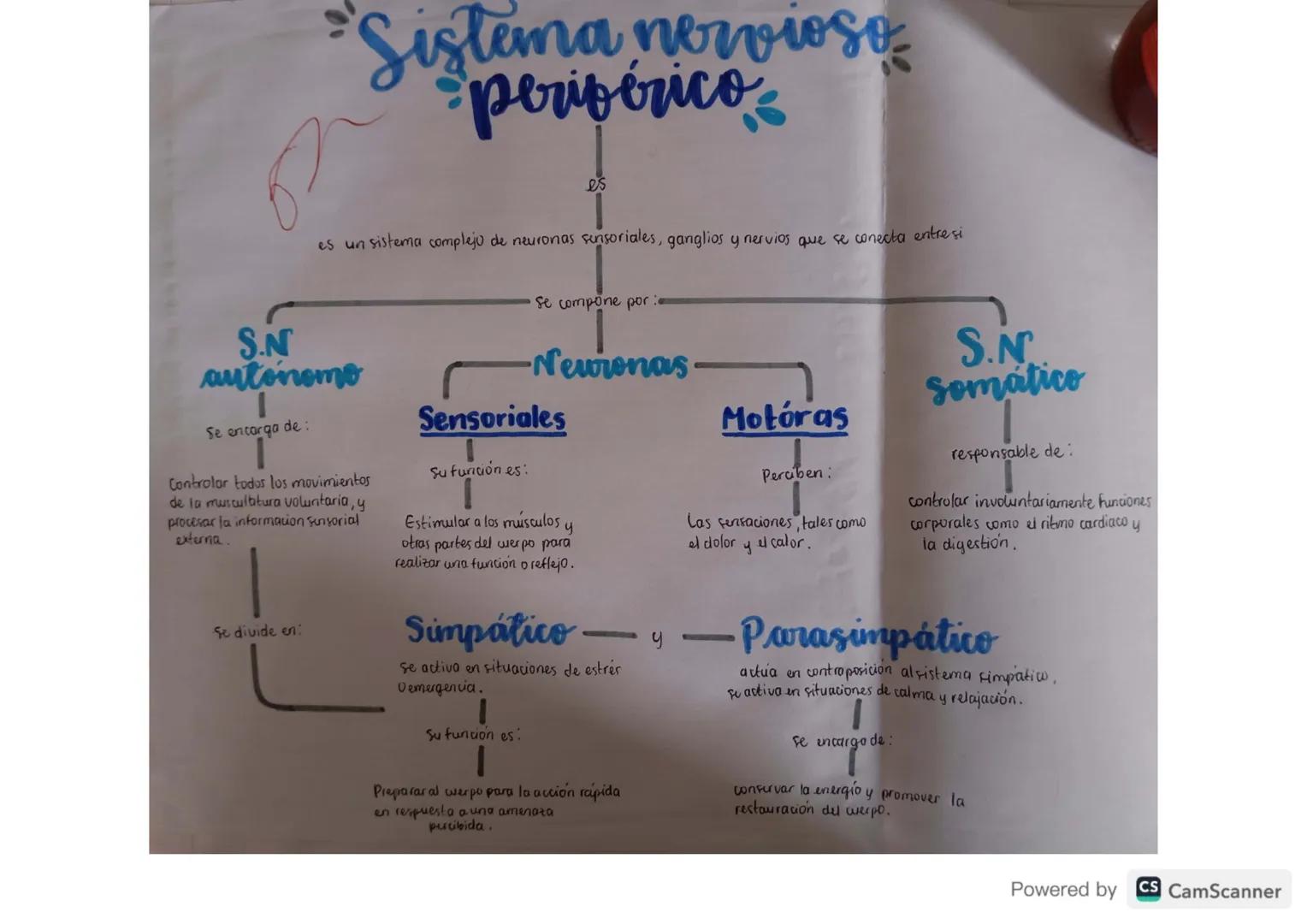 • Sistema nervioso
periférico
es
es un sistema complejo de neuronas sensoriales, ganglios y nervios que se conecta entre si
S.N
autonomo
Se 
