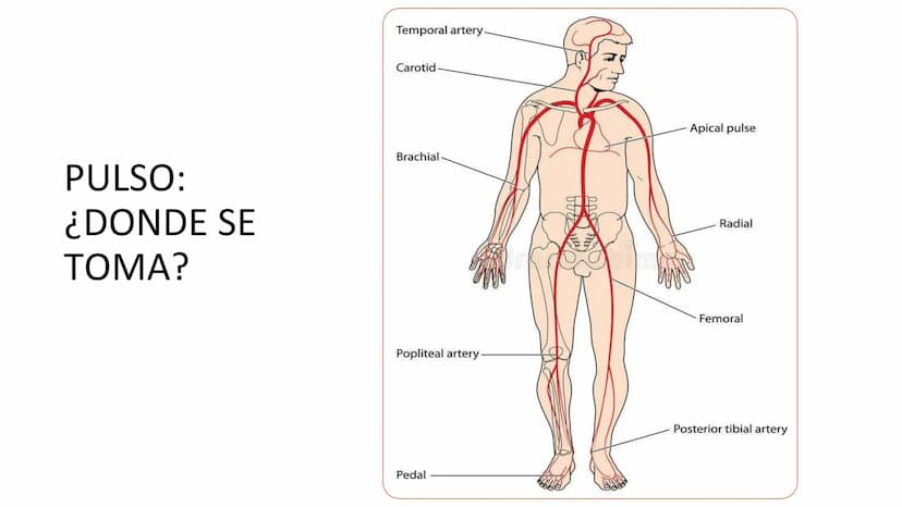 ¿QUE ES UN SIGNO VITAL?
Parámetros clínicos que reflejan el
estado fisiológico del organismo
humano,
esencialmente
y
proporcionan los datos 