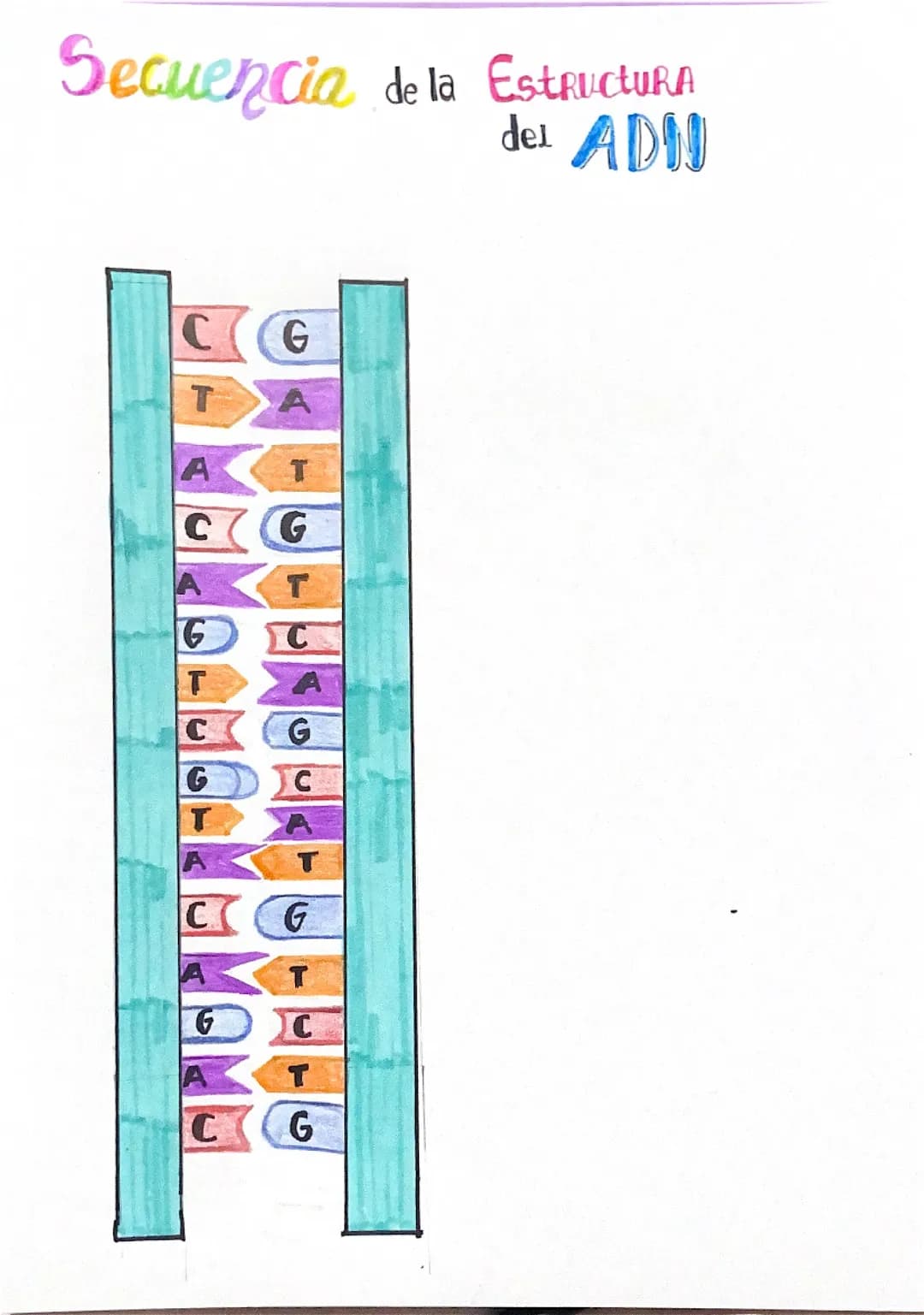 SECUENCIA DE LA ESTRUCTURA DEL ADN 